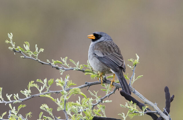 Grey-winged Inca Finch