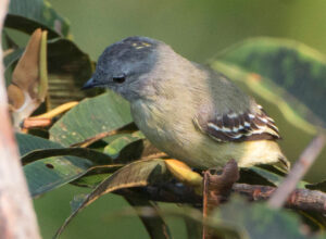 Amazonian Elaenia