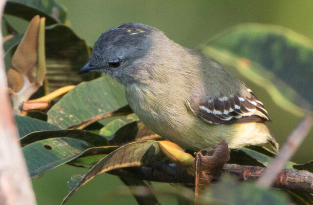 Amazonian Elaenia