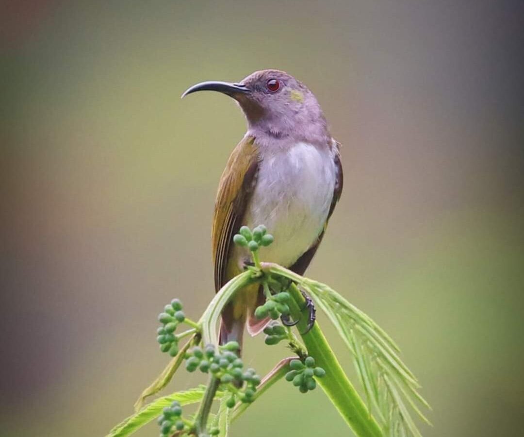 Grey-hooded Sunbird