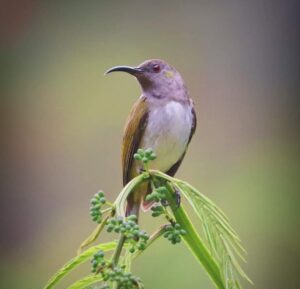 Grey-hooded Sunbird