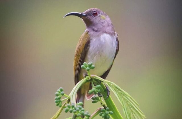 Grey-hooded Sunbird