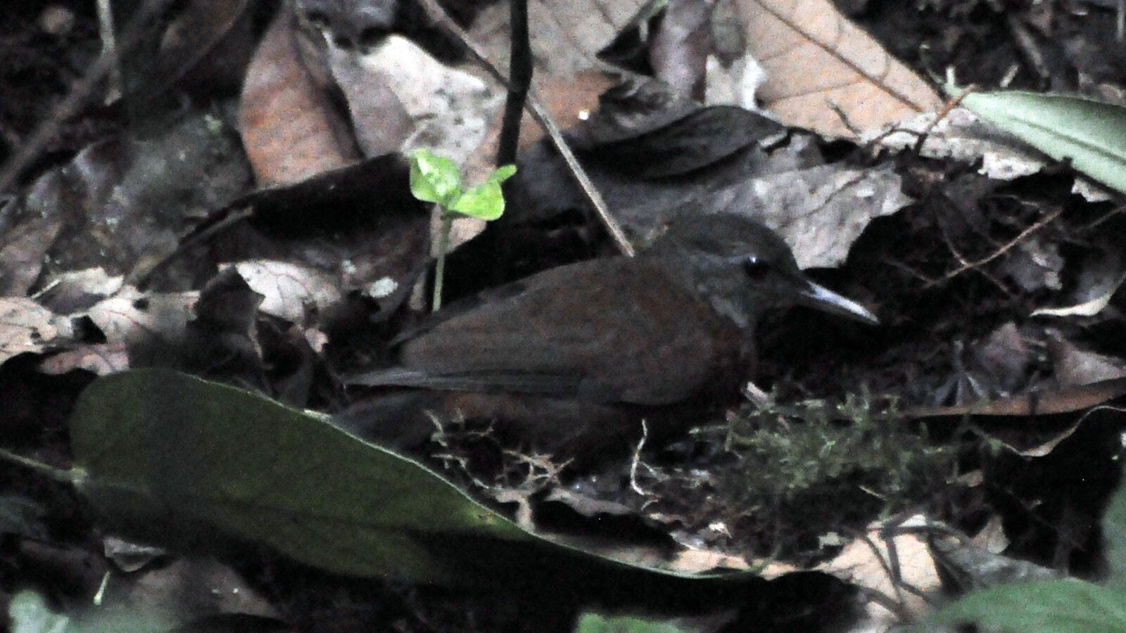 Grey-throated Leaftosser