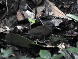 Grey-throated Leaftosser