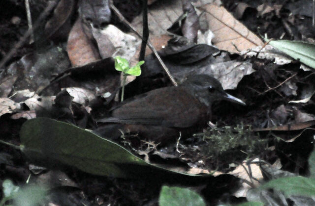 Grey-throated Leaftosser