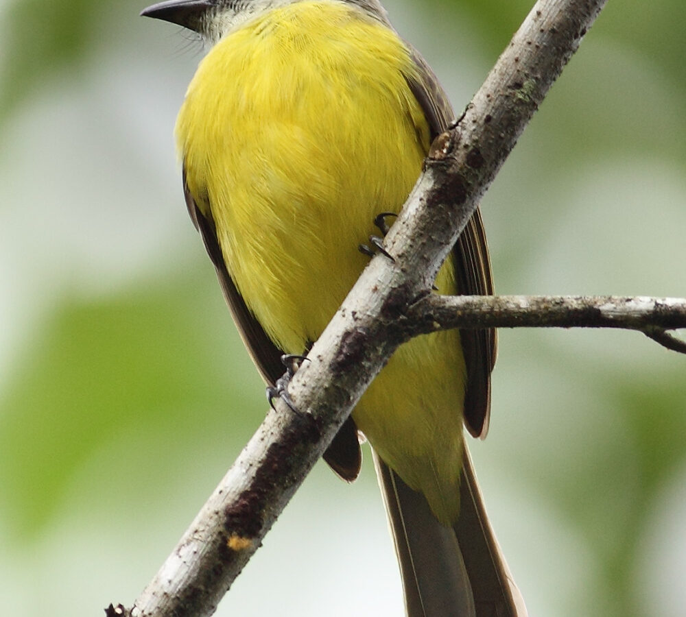 Grey-capped Flycatcher