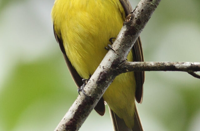 Grey-capped Flycatcher