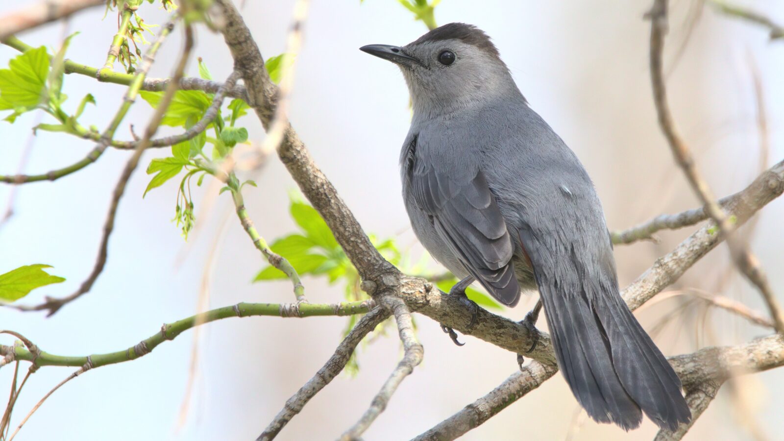 Grey Catbird