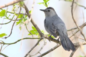 Grey Catbird