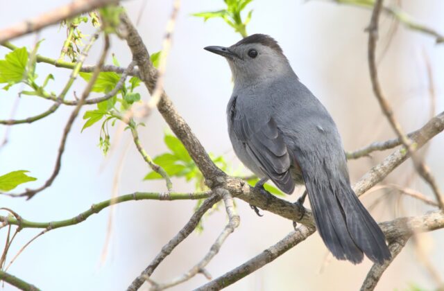 Grey Catbird