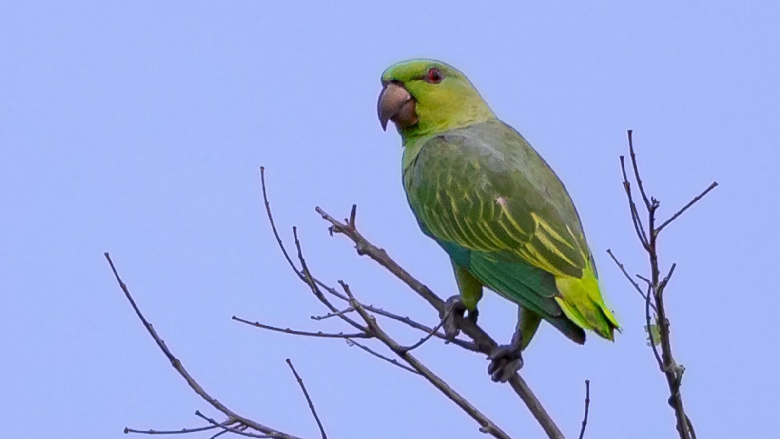 Short-tailed Parrot
