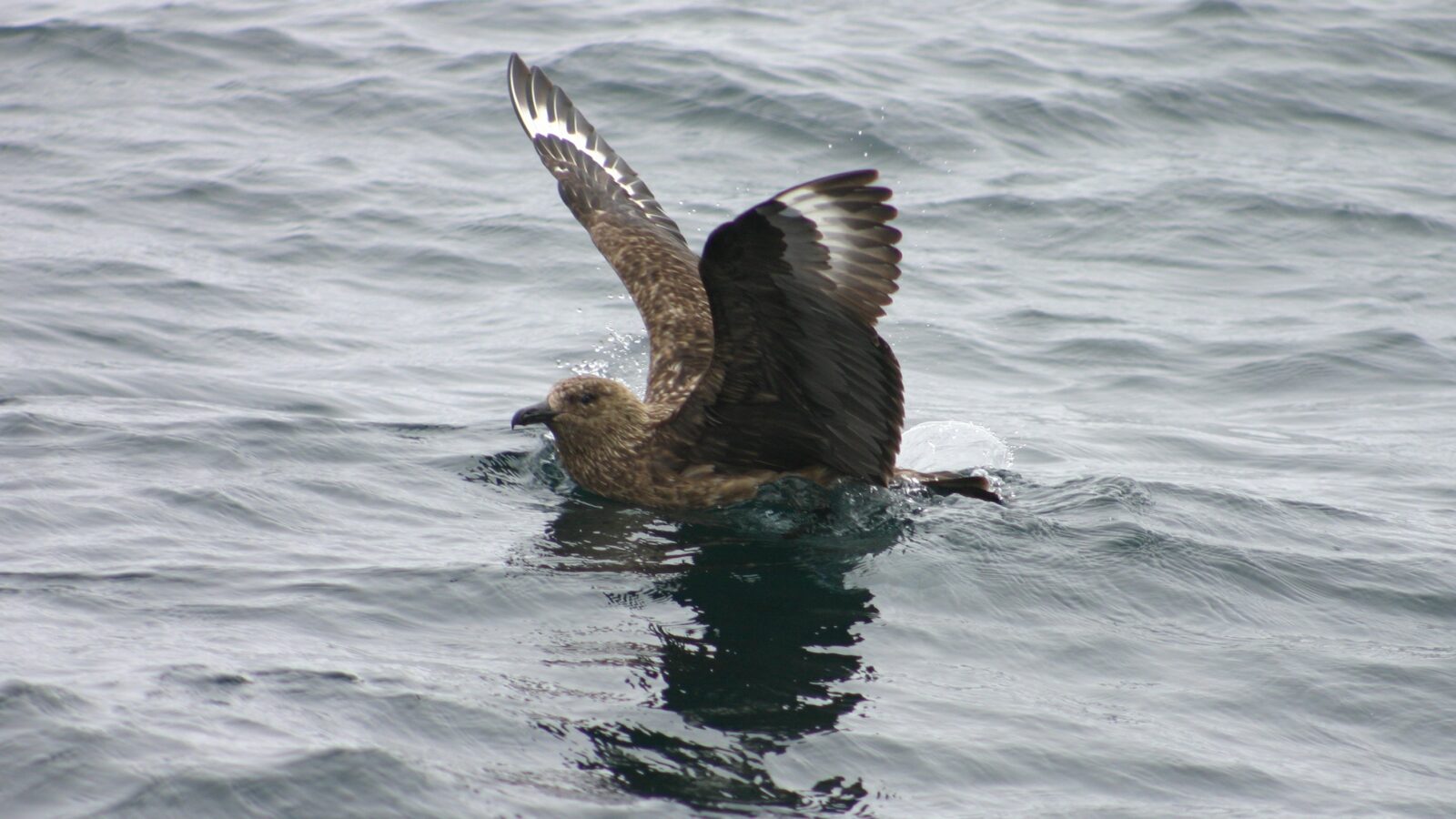 Great Skua