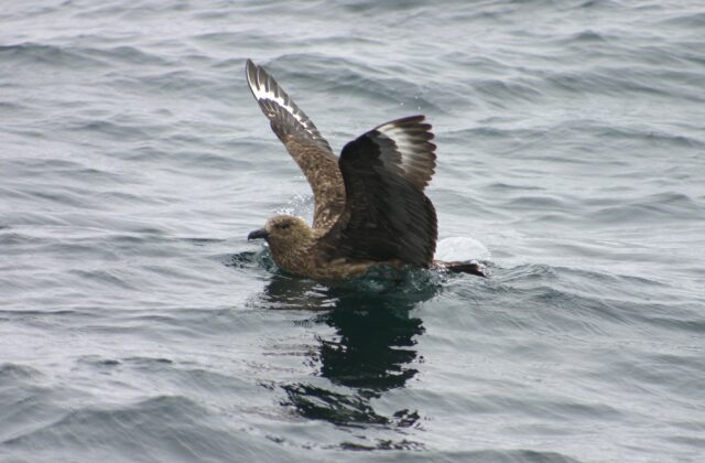 Great Skua