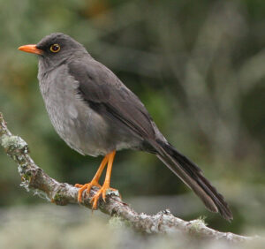 Great Thrush
