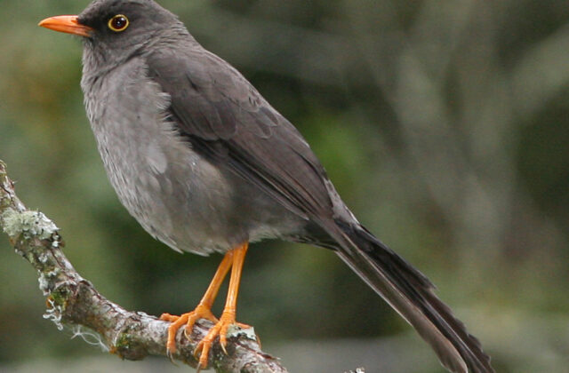 Great Thrush
