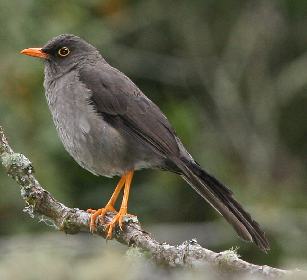 Great Thrush