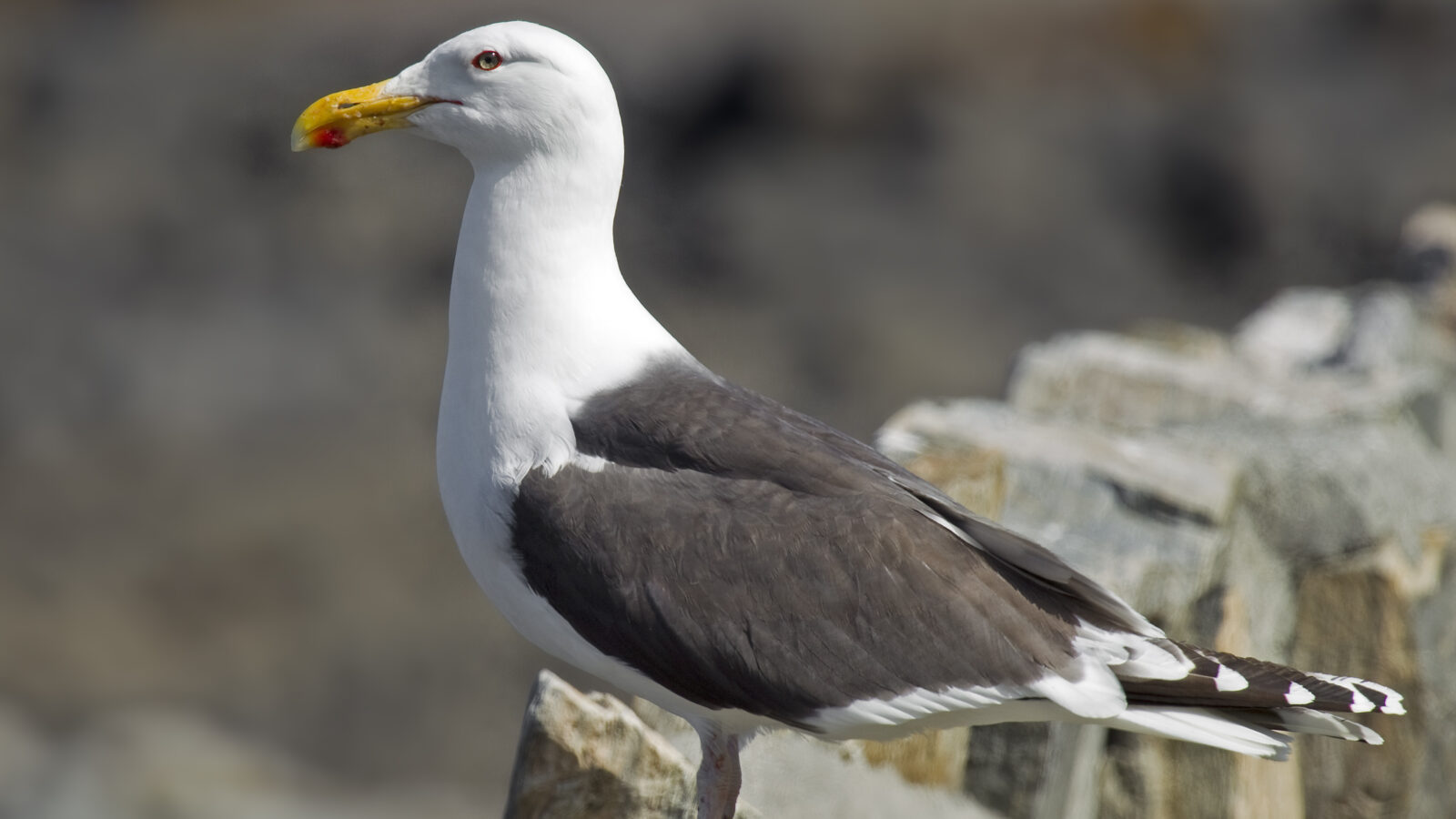 Great Black-backed Gull