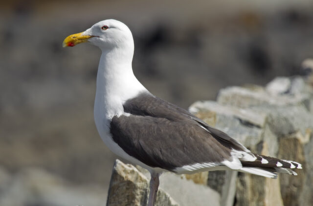 Great Black-backed Gull