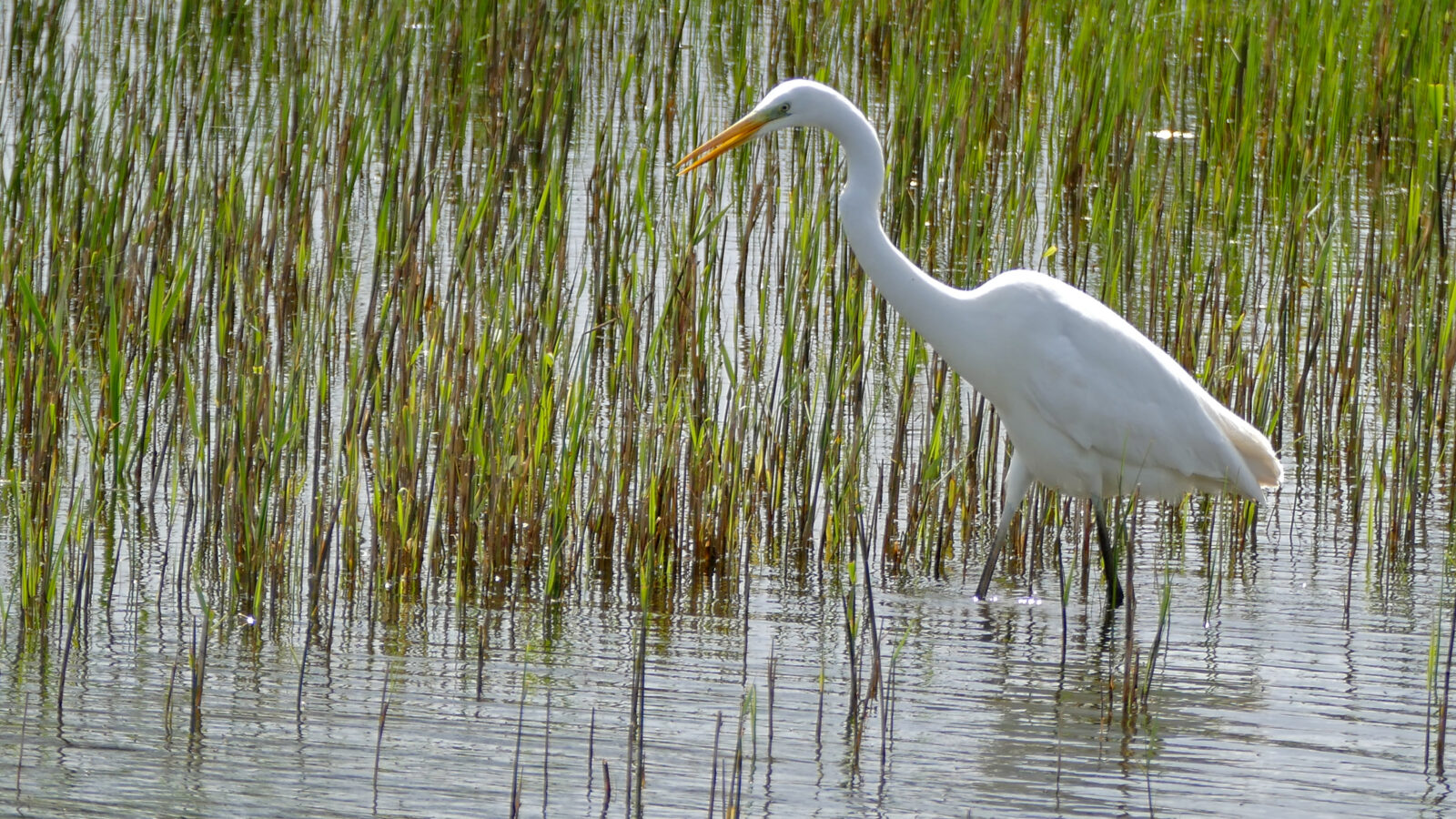 Great Egret