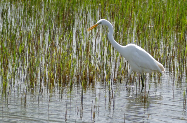Great Egret