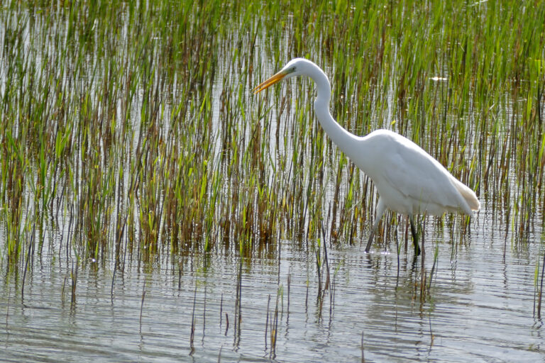 Great Egret