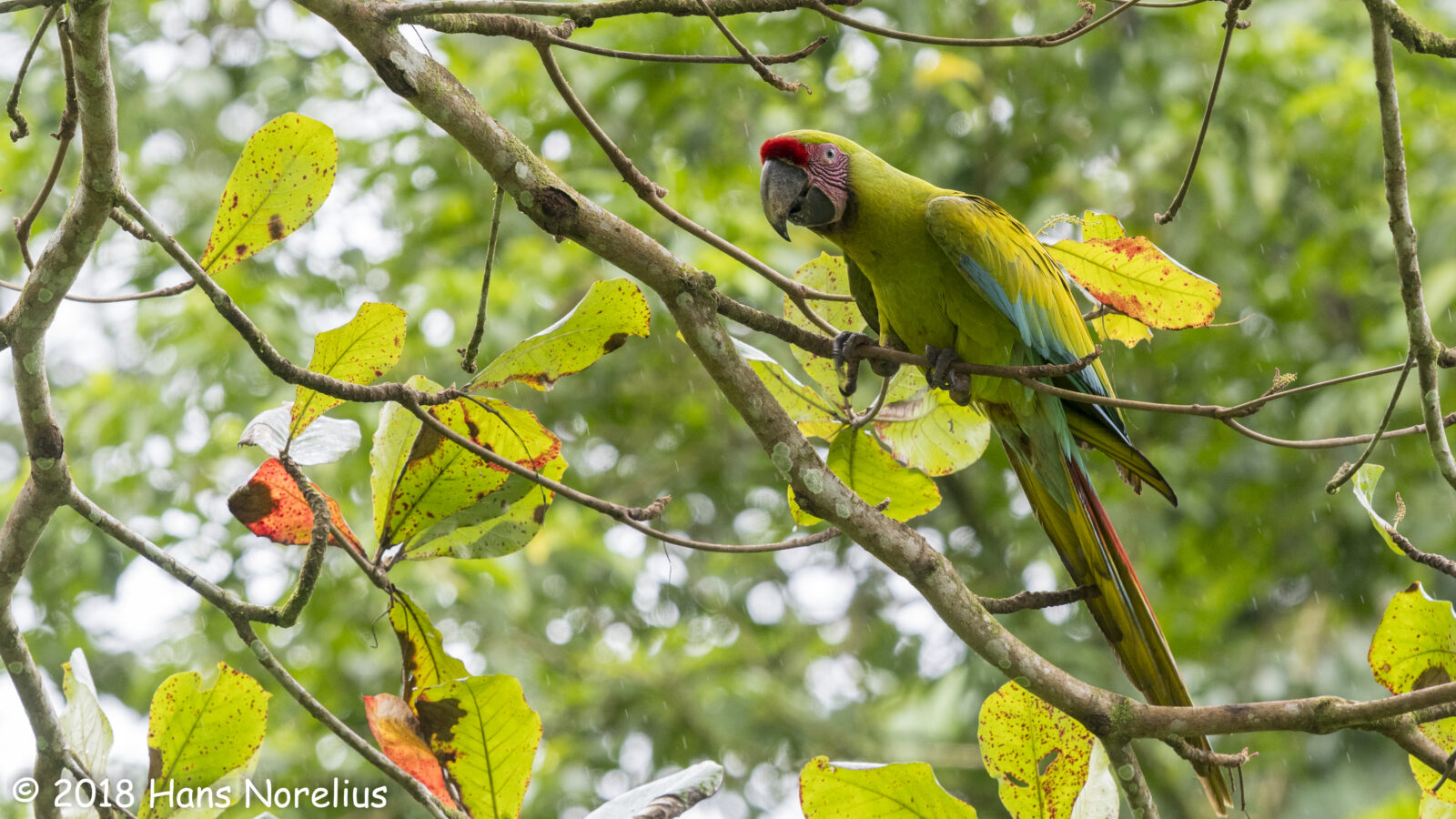 Great Green Macaw