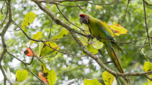 Great Green Macaw