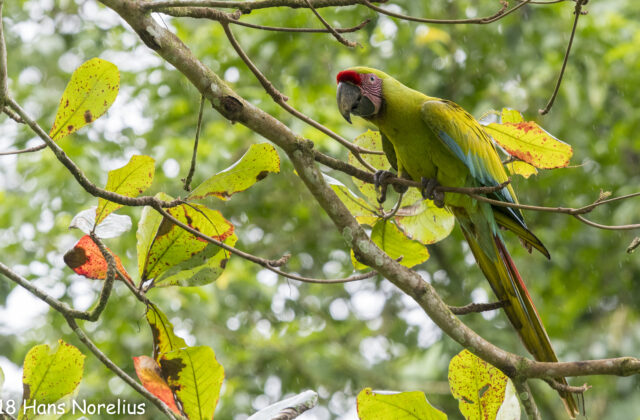 Great Green Macaw