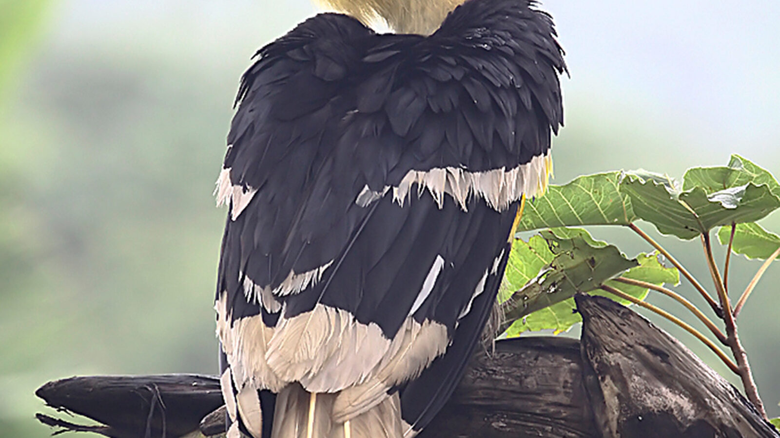 Great Hornbill