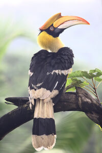 Great Hornbill