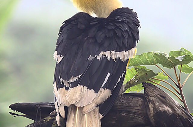 Great Hornbill