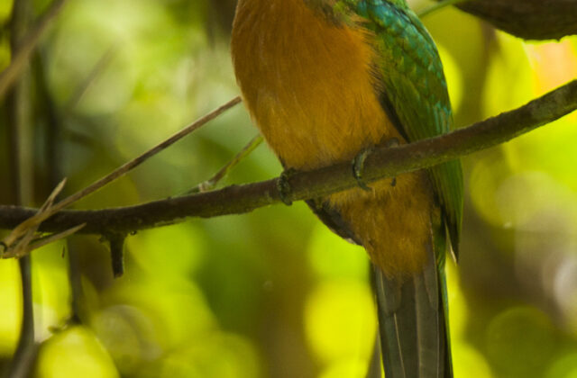Great Jacamar