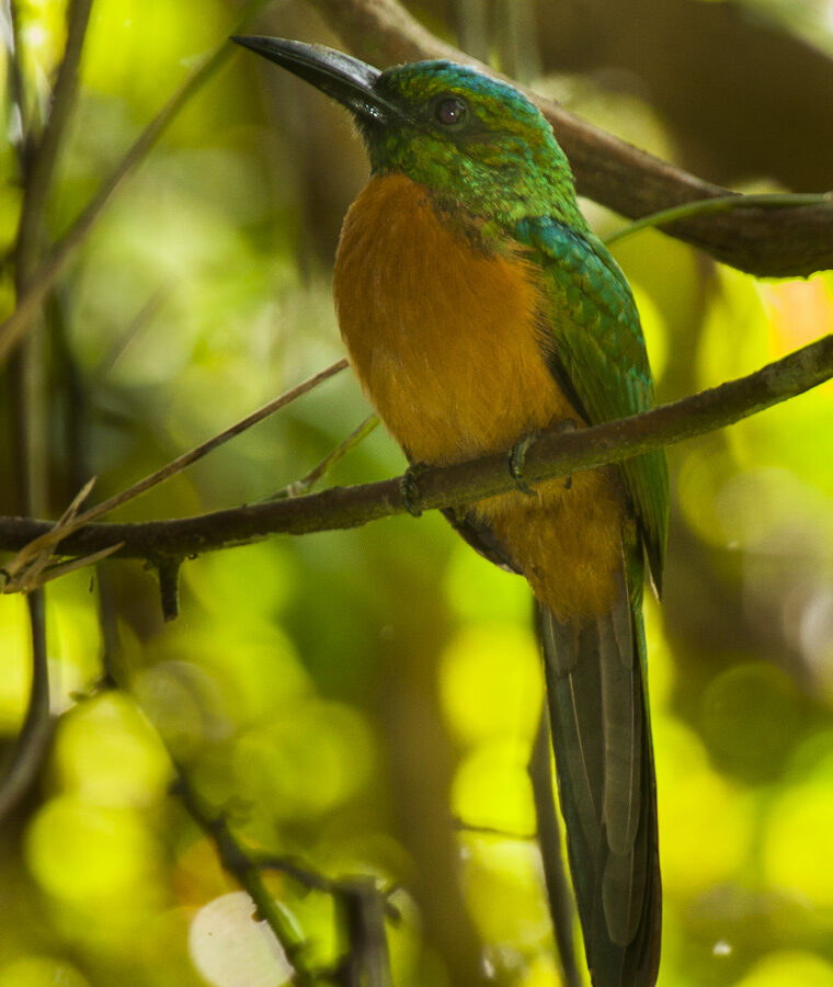 Great Jacamar