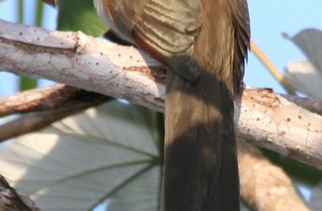 Great Lizard Cuckoo
