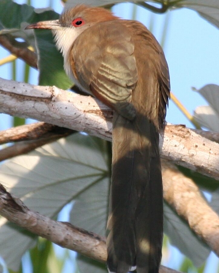 Great Lizard Cuckoo