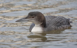Common Loon