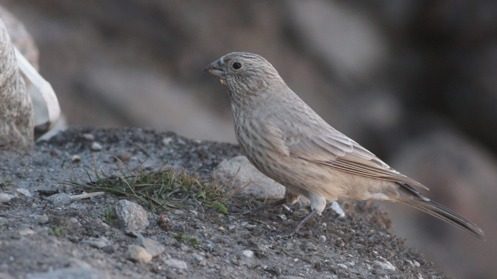Great Rosefinch