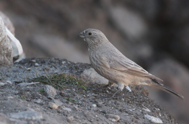Great Rosefinch