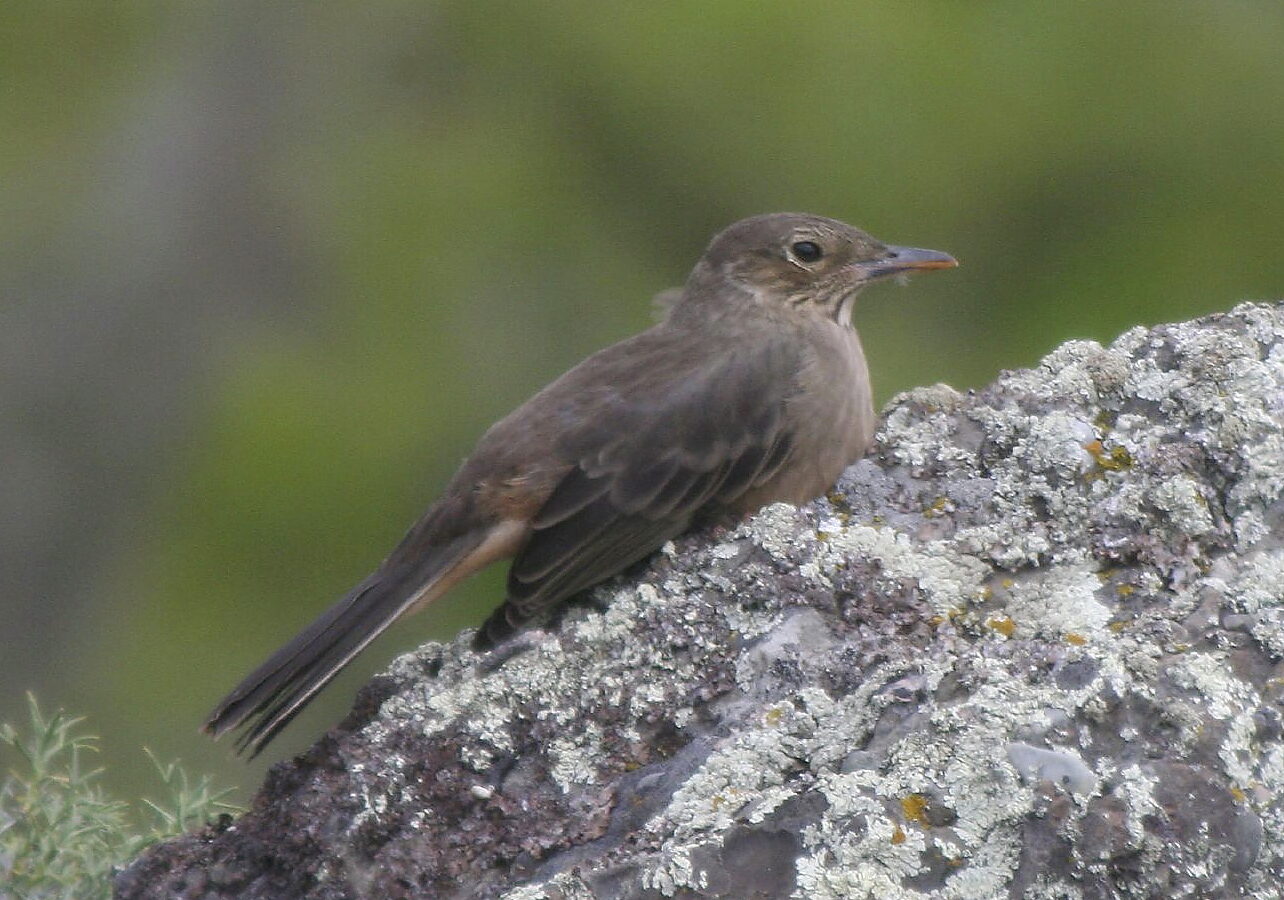 Great Shrike-Tyrant