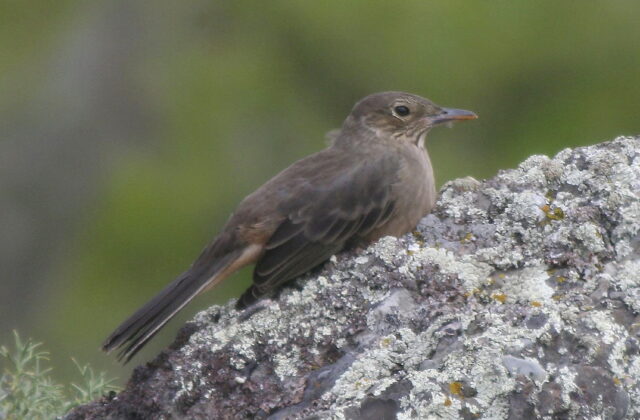Great Shrike-Tyrant