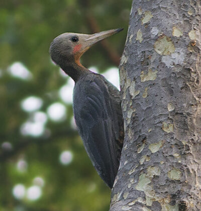 Great Slaty Woodpecker
