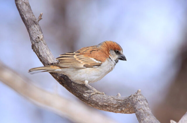 Great Sparrow