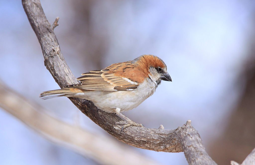 Great Sparrow