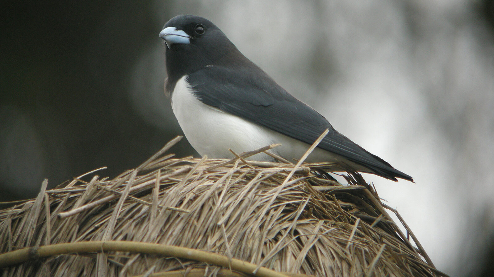 Great Woodswallow