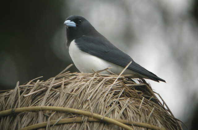Great Woodswallow