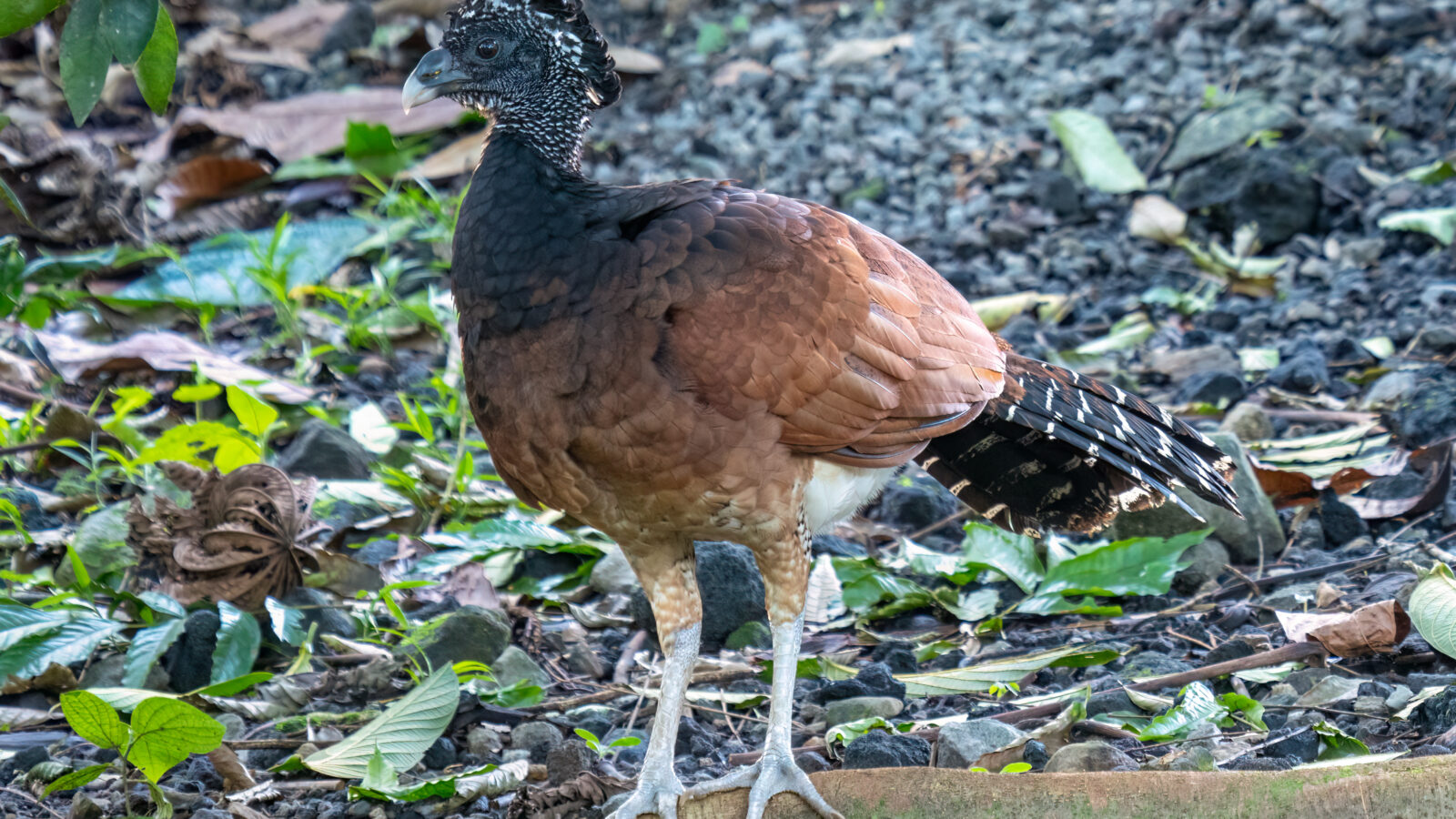 Great Curassow