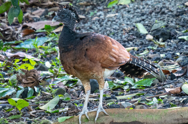 Great Curassow