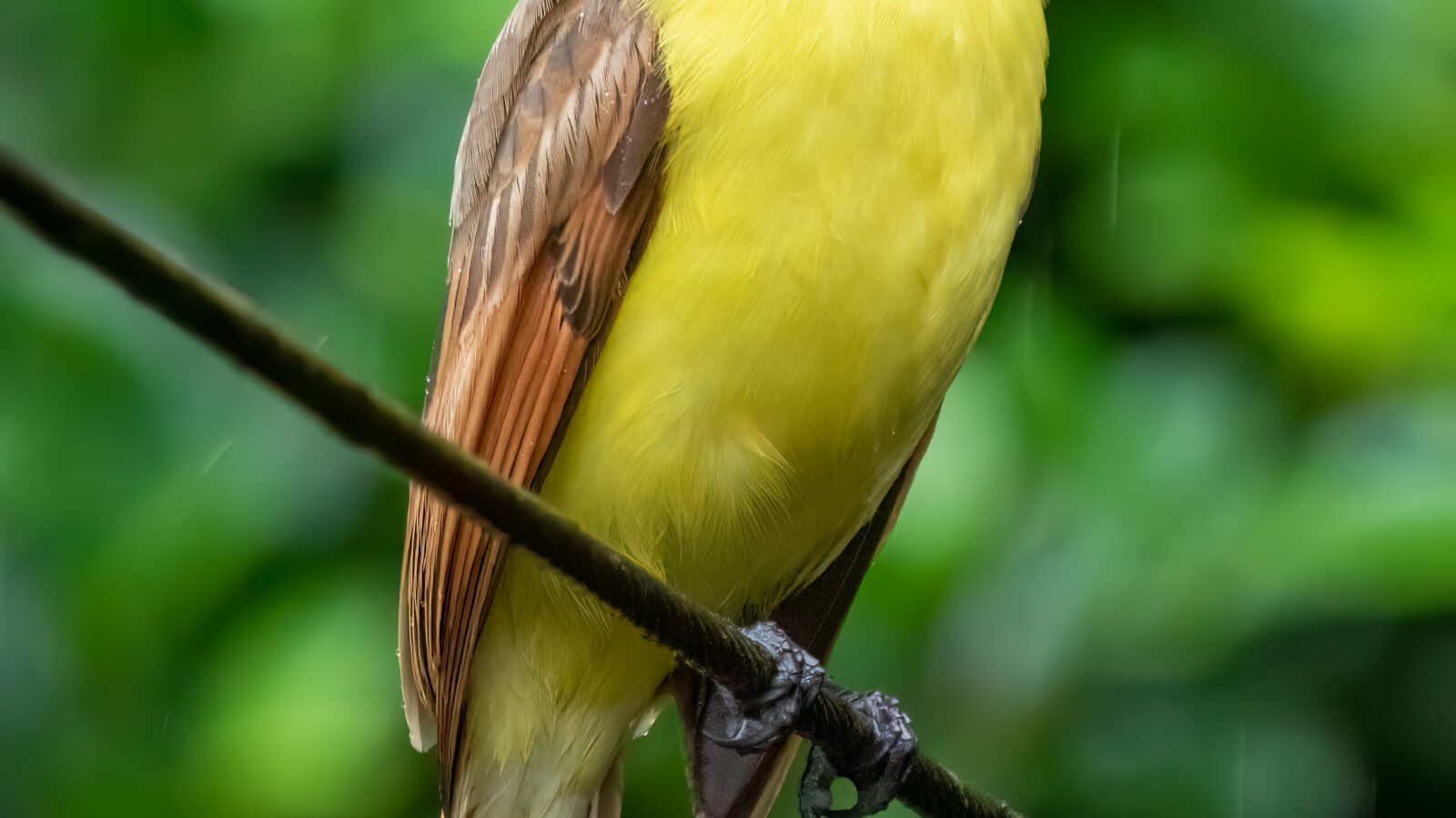 Great Kiskadee