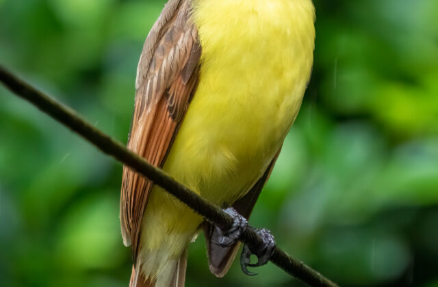 Great Kiskadee