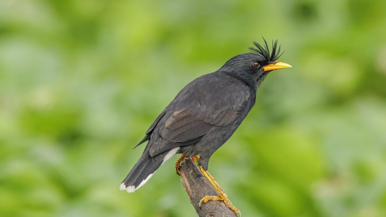 Great Myna